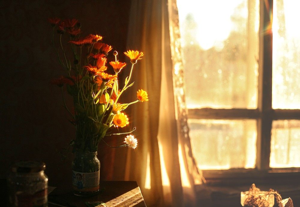 Warm morning sunlight through a home window onto a wooden sill beside a small indoor plant