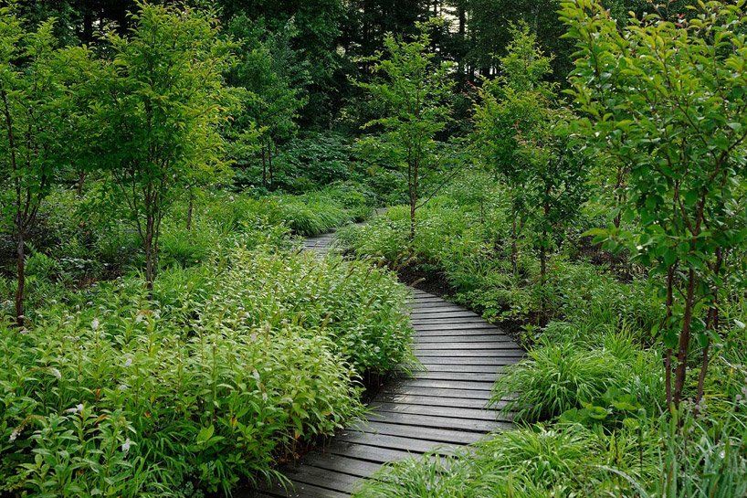 A shaded forest walking track with native ferns and filtered daylight along the path